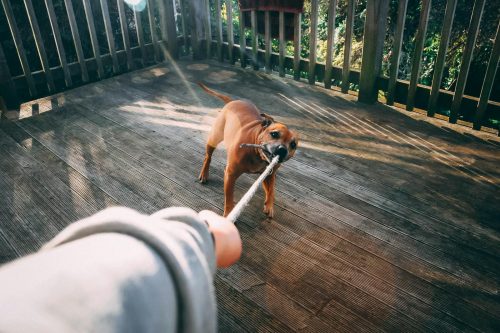 Dog Biting Rope of Person Holding Rope